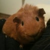 Photo de Peanuts