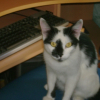 Photo de Kitty