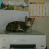Photo de Chipy