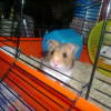 Photo de Chipounette, domino, blanco, blanchette, punky, ?
