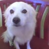 Photo de Posh, Spitz Japonais
