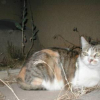 Photo de Chippie