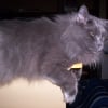 Photo de Minoune