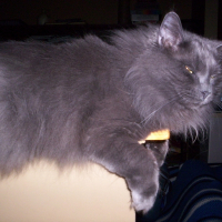 Photo de profil de Minoune