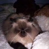 Photo de Saphou