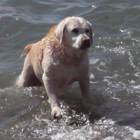 Photo de profil de Elvis