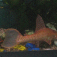 Photo de profil de Poisson
