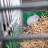 Photo de Noisette