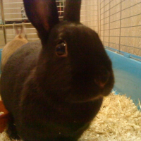 Photo de profil de Sushi