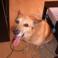 Photo de profil de Rex