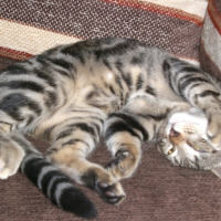 Photo de profil de Tommy