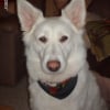 Photo de Vertige, Berger Blanc Suisse