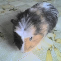 Photo de profil de Chocolat