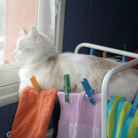 Photo de profil de Maya