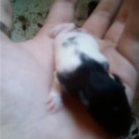 Photo de profil de Splinter