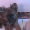 Photo de Honey