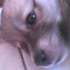 Photo de Emo