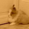 Photo de Caramel