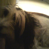 Photo de Pitou