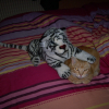 Photo de Bouboule
