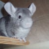 Photo de Wesson