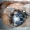 Photo de Rex