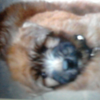 Photo de profil de Rex