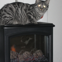 Photo de profil de Tigresse