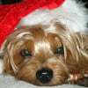 Photo de Molly