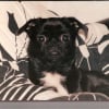 Photo de Bichette