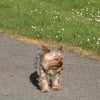 Photo de Kaya, Yorkshire Terrier