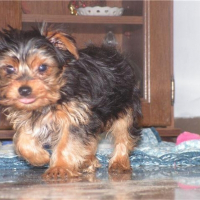 Photo de profil de Diane