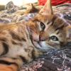 Photo de Pomme