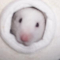 Photo de profil de Toutou