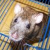 Photo de Miette