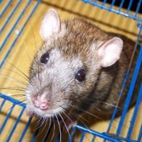 Photo de profil de Miette