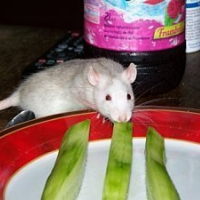 Photo de profil de Rubis