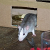 Photo de Whisper