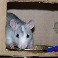 Photo de profil de Arcane
