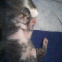 Photo de profil de Grisette