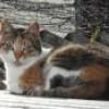 Photo de Cendrillon, Exotic