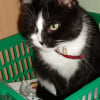 Photo de Minouche
