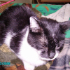 Photo de Zorro