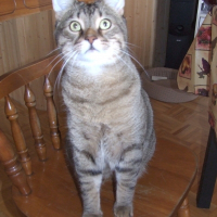 Photo de profil de Racoon