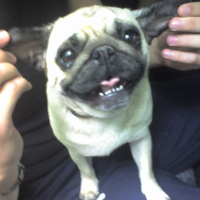 Photo de profil de Monstro