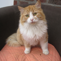 Photo de profil de Tigrou