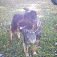 Photo de profil de Dexie