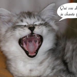Photo de profil de Capucin