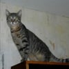 Photo de Silver