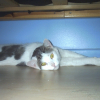 Photo de Loulou